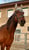 Horse ad