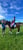 Horse ad