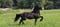 Horse ad