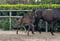 Horse ad