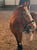 Horse ad