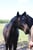 Horse ad