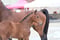 Horse ad
