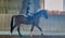 Annuncio cavallo