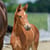 Annuncio cavallo