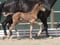 Annuncio cavallo