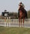 Horse ad
