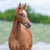 Anuncio de caballos