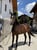 Horse ad