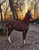 Horse ad