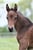 Horse ad
