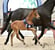 Annuncio cavallo