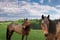 Annuncio cavallo