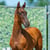 Annuncio cavallo
