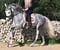 Horse ad