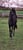 Annonce cheval