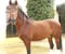 Horse ad