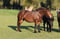Horse ad