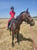 Annonce cheval