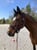 Horse ad
