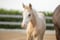 Annuncio cavallo
