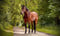 Horse ad