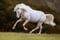 Annonce cheval