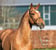 Horse ad