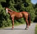 Annonce cheval