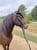 Horse ad