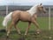 Horse ad
