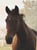 Horse ad