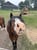 Horse ad