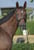 Horse ad