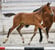 Horse ad