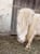 Annuncio cavallo