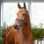 Anuncio de caballos