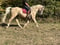Annuncio cavallo