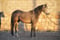 Annonce cheval