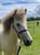 Horse ad