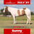 Horse ad