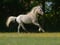 Horse ad