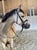 Horse ad