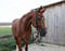 Horse ad
