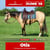 Annuncio cavallo