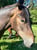 Horse ad