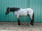 Annuncio cavallo