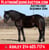 Horse ad