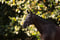 Annuncio cavallo