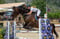 Horse ad